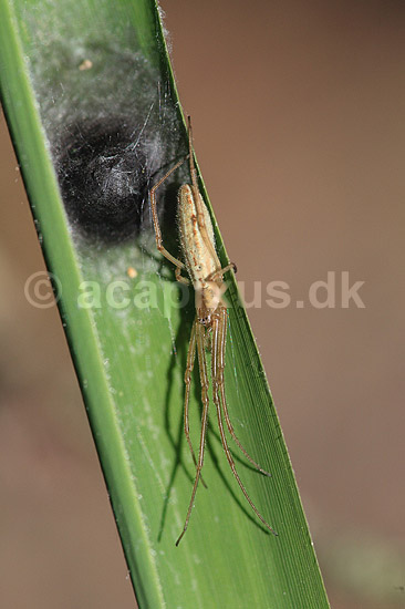 Stavedderkop. Stavedderkop p� sivblad ved �ggeklump; Tetragnatha spec.; H�kens�s; Sverige; ; spindlere; Tetragnathidae, edderkopper, Stavedderkopper,  Arachnida