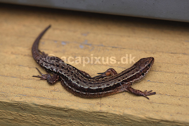 Firben. Markfirben; Lacerta agilis; ; ; ; krybdyr; Lacertidae