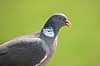 Ringdue Columba palumbus    fugle Egentlige duer, Columbidae, Duefugle, Columbiformes