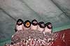 Landsvaler. Landsvale unger sidder p� redden og venter p� fodring Hirundo rustica    fugle Svaler, Hirundinidae, n�b, afkom, rede, fuglerede