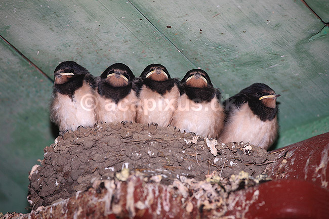 Landsvaler. Landsvale unger sidder p� redden og venter p� fodring; Hirundo rustica; ; ; ; fugle; Svaler, Hirundinidae, n�b, afkom, rede, fuglerede