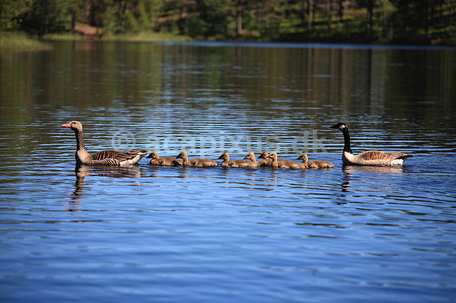 Gr�g�s. Gr�g�semor og canadag�sefar med g�sliger - artshybrider; Anser anser x Branta canadensis; H�kens�s; Sverige; ; fugle; G�s, G�s, gr�g�s, gr�g�s, Andefugle, Anseriformes, Anatidaes, canadag�s, canadag�s, g�slinger, g�sling, unger, artshybrid, artshybrider