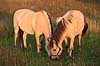 Nordbaggere. Nordbaggere (= fjordheste) gr�sser p� mark Equus caballus    Pattedyr Hest, heste, tamhest, tamheste, Nordbag, nordbagge, fjordhest, ridehest, rideheste, manke, man, selet�j, hesterace, hesteracer, racehest, raceheste