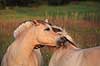Nordbaggere. Nordbaggere (= fjordheste) renser manker Equus caballus    Pattedyr Hest, heste, tamhest, tamheste, Nordbag, nordbagge, fjordhest, ridehest, rideheste, manke, man, selet�j, hesterace, hesteracer, racehest, raceheste