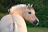 Nordbagge. Nordbagge (= fjordhest) gr�sser p� mark Equus caballus    Pattedyr Hest, heste, tamhest, tamheste, Nordbag, nordbaggere, fjordheste, ridehest, rideheste, manke, man, selet�j, hesterace, hesteracer, racehest, raceheste