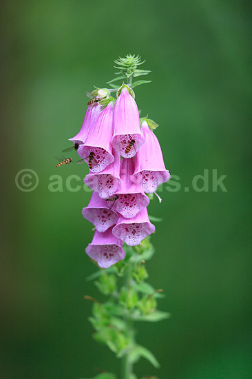 Fingerb�l. Svirrefluer ved blomsterstand af almindelig fingerb�l; Digitalis purpurae; ; ; ; Planter; Maskeblomst-familien, Scrophulariaceae, l�geplante, l�geplanter, blomst, blomster