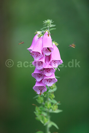 Fingerb�l. Svirrefluer ved blomsterstand af almindelig fingerb�l; Digitalis purpurae; ; ; ; Planter; Maskeblomst-familien, Scrophulariaceae, l�geplante, l�geplanter, blomst, blomster