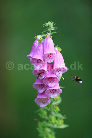 Fingerb�l. Humlebi ved blomsterstand af almindelig fingerb�l; Digitalis purpurae; ; ; ; Planter; Maskeblomst-familien, Scrophulariaceae, l�geplante, l�geplanter, blomst, blomster