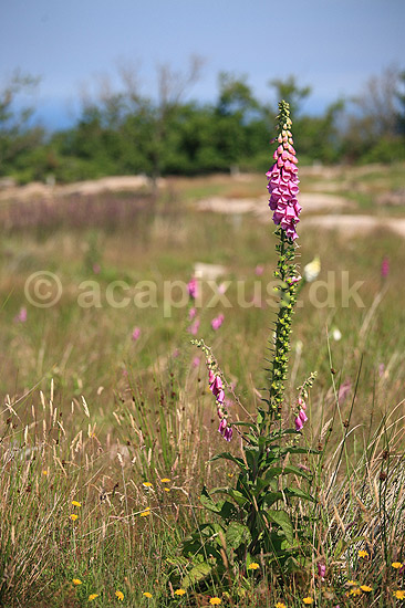 Fingerb�l. Blomsterstande af almindelig fingerb�l; Digitalis purpurae; ; ; ; Planter; Maskeblomst-familien, Scrophulariaceae, l�geplante, l�geplanter, blomst, blomster