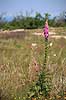 Fingerb�l. Blomsterstande af almindelig fingerb�l Digitalis purpurae    Planter Maskeblomst-familien, Scrophulariaceae, l�geplante, l�geplanter, blomst, blomster