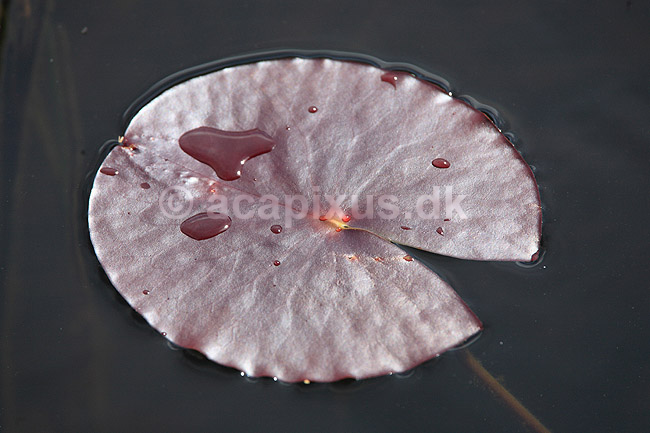 �kandeblad. �kandeblad med vanddr�ber; ; H�kens�s; Sverige; ; planter; �kander, �kande-familien, Nymphaeaceae, Nymphaeales