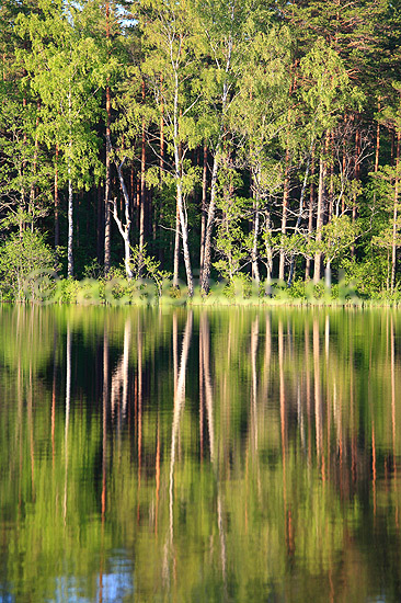 Skov. Reflektion af tr�stammer i skovs� i fyrreskov i Sverige; ; H�kens�s; Sverige; ; ; Fyr, fyrretr�, fyrretr�er, granskov, skovs�er, skovbrug, skovdrift