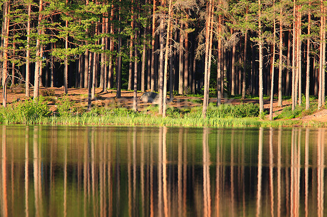 Skov. Reflektion af tr�stammer i skovs� i fyrreskov i Sverige; ; H�kens�s; Sverige; ; ; Fyr, fyrretr�, fyrretr�er, granskov, skovs�er, skovbrug, skovdrift