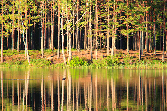 Skov. Reflektion af tr�stammer i skovs� i fyrreskov i Sverige; ; H�kens�s; Sverige; ; ; Fyr, fyrretr�, fyrretr�er, granskov, skovs�er, skovbrug, skovdrift