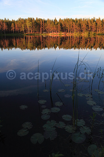 Skov. Reflektion af tr�stammer i skovs� i fyrreskov i Sverige; ; H�kens�s; Sverige; ; ; Fyr, fyrretr�, fyrretr�er, granskov, skovs�er, skovbrug, skovdrift