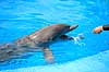 Delfinshow. Delfiner hilser p� tr�neren ved Marineland i Palma, Mallorca Delphinus delphis Palma / Mallorca Spanien   Dolphinarium, delfinarium, delfin, delfiner, dyreopvisning, opvisning med dyr, turister, turisme, dompt�r, Hvaler, Cetacea
