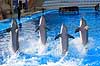 Delfinshow. Delfiner viser kunster ved Marineland i Palma, Mallorca Delphinus delphis Palma / Mallorca Spanien   Dolphinarium, delfinarium, delfin, delfiner, dyreopvisning, opvisning med dyr, turister, turisme, dompt�r, Hvaler, Cetacea