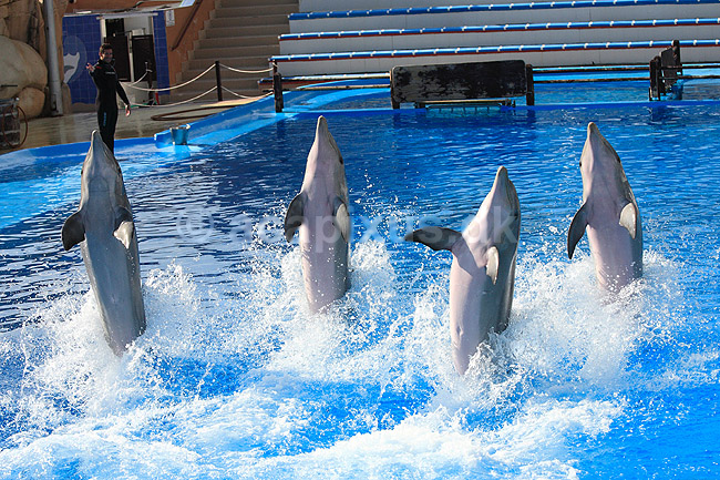 Delfinshow. Delfiner viser kunster ved Marineland i Palma, Mallorca; Delphinus delphis; Palma / Mallorca; Spanien; ; ; Dolphinarium, delfinarium, delfin, delfiner, dyreopvisning, opvisning med dyr, turister, turisme, dompt�r, Hvaler, Cetacea
