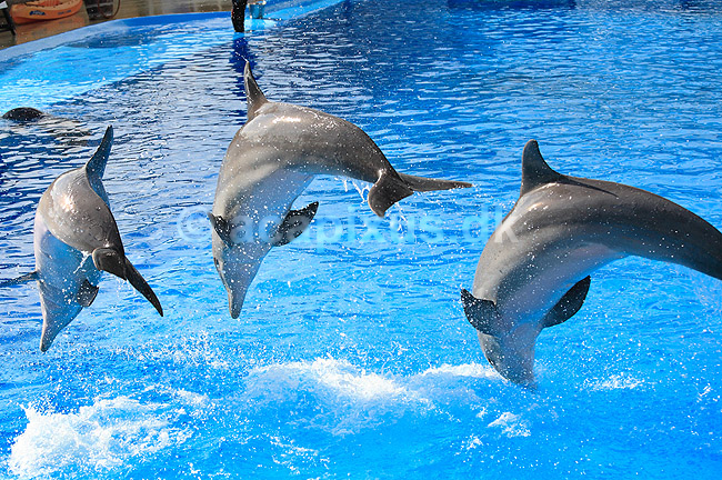 Delfinshow. Delfiner viser kunster ved Marineland i Palma, Mallorca; Delphinus delphis; Palma / Mallorca; Spanien; ; ; Dolphinarium, delfinarium, delfin, delfiner, dyreopvisning, opvisning med dyr, turister, turisme, dompt�r, Hvaler, Cetacea