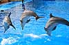 Delfinshow. Delfiner viser kunster ved Marineland i Palma, Mallorca Delphinus delphis Palma / Mallorca Spanien   Dolphinarium, delfinarium, delfin, delfiner, dyreopvisning, opvisning med dyr, turister, turisme, dompt�r, Hvaler, Cetacea