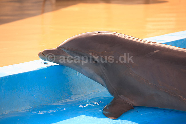 Delfinshow. Delfiner hilser p� publikum ved Marineland i Palma, Mallorca; Delphinus delphis; Palma / Mallorca; Spanien; ; ; Dolphinarium, delfinarium, delfin, delfiner, dyreopvisning, opvisning med dyr, turister, turisme, dompt�r, Hvaler, Cetacea
