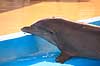 Delfinshow. Delfiner hilser p� publikum ved Marineland i Palma, Mallorca Delphinus delphis Palma / Mallorca Spanien   Dolphinarium, delfinarium, delfin, delfiner, dyreopvisning, opvisning med dyr, turister, turisme, dompt�r, Hvaler, Cetacea