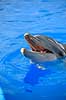Delfinshow. Delfiner hilser p� publikum ved Marineland i Palma, Mallorca Delphinus delphis Palma / Mallorca Spanien   Dolphinarium, delfinarium, delfin, delfiner, dyreopvisning, opvisning med dyr, turister, turisme, dompt�r, Hvaler, Cetacea