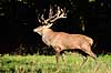 Kronhjort. Kronhjort i Dyrehaven under brunstperioden Cervus elaphus J�gersborg Dyrehave / Sj�lland   pattedyr Hjorte, kronhjorte, Cervidae, Parrett�ede hovdyr, Artiodactyla, Krondyr, Red deer, kronvildt, krondyr, kronhjorte, brunst, hjort, gevir