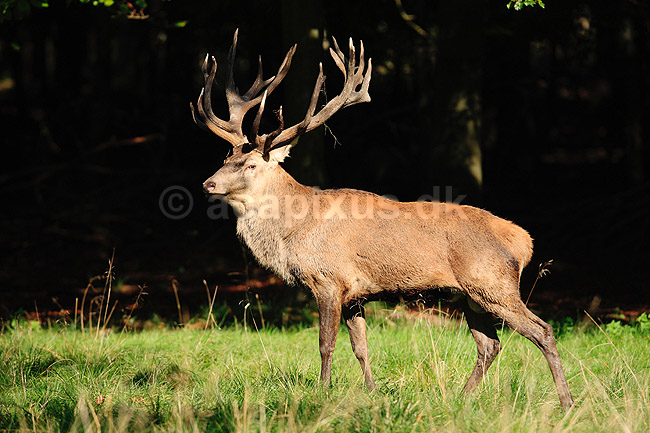 Kronhjort. Kronhjort i Dyrehaven under brunstperioden; Cervus elaphus; J�gersborg Dyrehave / Sj�lland; ; ; pattedyr; Hjorte, kronhjorte, Cervidae, Parrett�ede hovdyr, Artiodactyla, Krondyr, Red deer, kronvildt, krondyr, kronhjorte, brunst, hjort, gevir