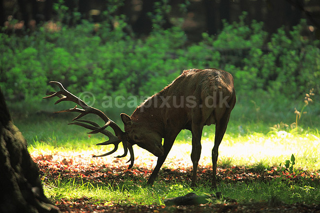 Kronhjort. Kronhjort i Dyrehaven sliber sit gevir i jorden under brunstperioden; Cervus elaphus; J�gersborg Dyrehave / Sj�lland; ; ; pattedyr; Hjorte, kronhjorte, Cervidae, Parrett�ede hovdyr, Artiodactyla, Krondyr, Red deer, kronvildt, krondyr, kronhjorte, brunst, hjort, gevir