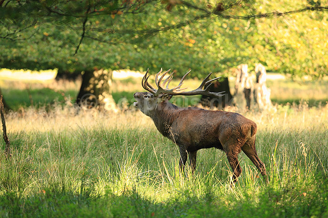 Kronhjort. Kronhjort i Dyrehaven br�ler i sit revir under brunstperioden; Cervus elaphus; J�gersborg Dyrehave / Sj�lland; ; ; pattedyr; Hjorte, kronhjorte, Cervidae, Parrett�ede hovdyr, Artiodactyla, Krondyr, Red deer, kronvildt, krondyr, kronhjorte, brunst, hjort, gevir