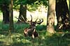 Kronhjort. Kronhjort i Dyrehaven tager an pause i brunstperioden Cervus elaphus J�gersborg Dyrehave / Sj�lland   pattedyr Hjorte, kronhjorte, Cervidae, Parrett�ede hovdyr, Artiodactyla, Krondyr, Red deer, kronvildt, krondyr, kronhjorte, brunst, hjort, gevir
