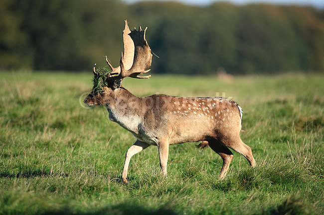 D�dyr. D�dyr med gr�s i geviret p� brunstpladsen i Dyrehaven; Dama dama; J�gersborg Dyrehave / Sj�lland; ; ; pattedyr; Hjorte, Cervidae, Parrett�ede hovdyr, Artiodactyla, hjort, d�vildt, gevir, fuldskuffel, dr�vtygger, brunst, fallow deer, d�hjort, dovhjort