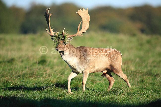 D�dyr. D�dyr med gr�s i geviret p� brunstpladsen i Dyrehaven; Dama dama; J�gersborg Dyrehave / Sj�lland; ; ; pattedyr; Hjorte, Cervidae, Parrett�ede hovdyr, Artiodactyla, hjort, d�vildt, gevir, fuldskuffel, dr�vtygger, brunst, fallow deer, d�hjort, dovhjort