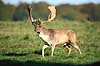 D�dyr. D�dyr med gr�s i geviret p� brunstpladsen i Dyrehaven Dama dama J�gersborg Dyrehave / Sj�lland   pattedyr Hjorte, Cervidae, Parrett�ede hovdyr, Artiodactyla, hjort, d�vildt, gevir, fuldskuffel, dr�vtygger, brunst, fallow deer, d�hjort, dovhjort