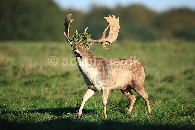 D�dyr. D�dyr med gr�s i geviret p� brunstpladsen i Dyrehaven; Dama dama; J�gersborg Dyrehave / Sj�lland; ; ; pattedyr; Hjorte, Cervidae, Parrett�ede hovdyr, Artiodactyla, hjort, d�vildt, gevir, fuldskuffel, dr�vtygger, brunst, fallow deer, d�hjort, dovhjort
