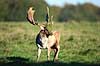 D�dyr. D�dyr med gr�s i geviret p� brunstpladsen i Dyrehaven Dama dama J�gersborg Dyrehave / Sj�lland   pattedyr Hjorte, Cervidae, Parrett�ede hovdyr, Artiodactyla, hjort, d�vildt, gevir, fuldskuffel, dr�vtygger, brunst, fallow deer, d�hjort, dovhjort
