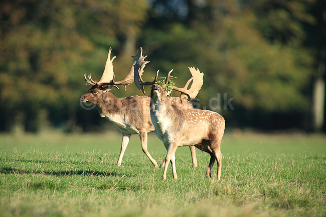 D�dyr. D�dyr med gr�s i geviret p� brunstpladsen i Dyrehaven; Dama dama; J�gersborg Dyrehave / Sj�lland; ; ; pattedyr; Hjorte, Cervidae, Parrett�ede hovdyr, Artiodactyla, hjort, d�vildt, gevir, fuldskuffel, dr�vtygger, brunst, fallow deer, d�hjort, dovhjort