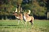 D�dyr. D�dyr med gr�s i geviret p� brunstpladsen i Dyrehaven Dama dama J�gersborg Dyrehave / Sj�lland   pattedyr Hjorte, Cervidae, Parrett�ede hovdyr, Artiodactyla, hjort, d�vildt, gevir, fuldskuffel, dr�vtygger, brunst, fallow deer, d�hjort, dovhjort