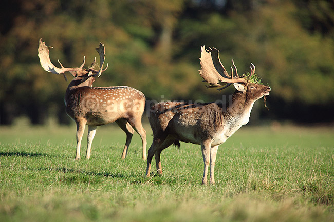 D�dyr. D�dyr med gr�s i geviret p� brunstpladsen i Dyrehaven; Dama dama; J�gersborg Dyrehave / Sj�lland; ; ; pattedyr; Hjorte, Cervidae, Parrett�ede hovdyr, Artiodactyla, hjort, d�vildt, gevir, fuldskuffel, dr�vtygger, brunst, fallow deer, d�hjort, dovhjort