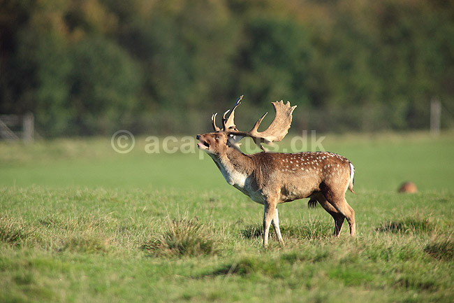 D�dyr. D�dyr med gr�s i geviret p� brunstpladsen i Dyrehaven; Dama dama; J�gersborg Dyrehave / Sj�lland; ; ; pattedyr; Hjorte, Cervidae, Parrett�ede hovdyr, Artiodactyla, hjort, d�vildt, gevir, fuldskuffel, dr�vtygger, brunst, fallow deer, d�hjort, dovhjort