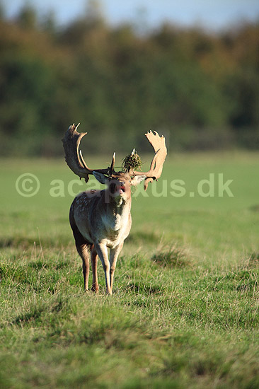 D�dyr. D�dyr med gr�s i geviret p� brunstpladsen i Dyrehaven; Dama dama; J�gersborg Dyrehave / Sj�lland; ; ; pattedyr; Hjorte, Cervidae, Parrett�ede hovdyr, Artiodactyla, hjort, d�vildt, gevir, fuldskuffel, dr�vtygger, brunst, fallow deer, d�hjort, dovhjort
