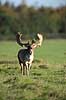 D�dyr. D�dyr med gr�s i geviret p� brunstpladsen i Dyrehaven Dama dama J�gersborg Dyrehave / Sj�lland   pattedyr Hjorte, Cervidae, Parrett�ede hovdyr, Artiodactyla, hjort, d�vildt, gevir, fuldskuffel, dr�vtygger, brunst, fallow deer, d�hjort, dovhjort