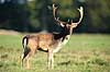 D�dyr. D�dyr p� brunstpladsen i Dyrehaven Dama dama J�gersborg Dyrehave / Sj�lland   pattedyr Hjorte, Cervidae, Parrett�ede hovdyr, Artiodactyla, hjort, d�vildt, gevir, fuldskuffel, dr�vtygger, brunst, fallow deer, d�hjort, dovhjort