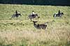 D�dyr. D�dyr p� brunstpladsen i Dyrehaven Dama dama J�gersborg Dyrehave / Sj�lland   pattedyr Hjorte, Cervidae, Parrett�ede hovdyr, Artiodactyla, hjort, d�vildt, gevir, fuldskuffel, dr�vtygger, brunst, fallow deer, d�hjort, dovhjort