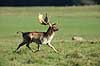 D�dyr. D�dyr p� brunstpladsen i Dyrehaven Dama dama J�gersborg Dyrehave / Sj�lland   pattedyr Hjorte, Cervidae, Parrett�ede hovdyr, Artiodactyla, hjort, d�vildt, gevir, fuldskuffel, dr�vtygger, brunst, fallow deer, d�hjort, dovhjort