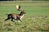 D�dyr. D�dyr p� brunstpladsen i Dyrehaven Dama dama J�gersborg Dyrehave / Sj�lland   pattedyr Hjorte, Cervidae, Parrett�ede hovdyr, Artiodactyla, hjort, d�vildt, gevir, fuldskuffel, dr�vtygger, brunst, fallow deer, d�hjort, dovhjort