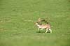 D�dyr. D�dyr med gren i geviret l�ber over brunstpladsen i Dyrehaven Dama dama J�gersborg Dyrehave / Sj�lland   pattedyr Hjorte, Cervidae, Parrett�ede hovdyr, Artiodactyla, hjort, d�vildt, gevir, fuldskuffel, dr�vtygger, brunst, fallow deer, d�hjort, dovhjort