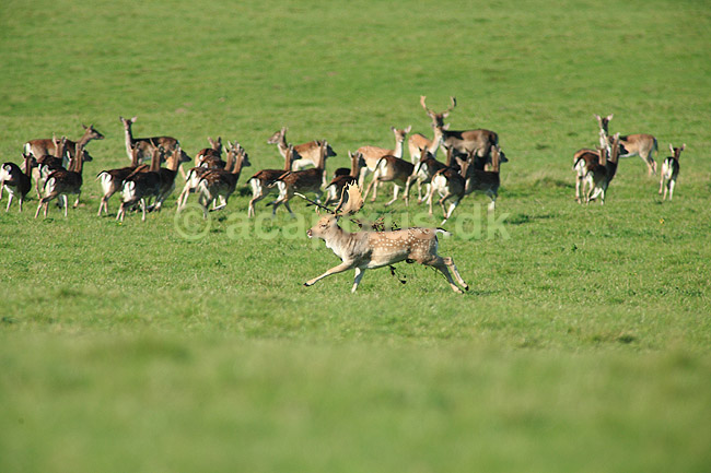D�dyr. D�dyr med gren i geviret l�ber over brunstpladsen i Dyrehaven; Dama dama; J�gersborg Dyrehave / Sj�lland; ; ; pattedyr; Hjorte, Cervidae, Parrett�ede hovdyr, Artiodactyla, hjort, d�vildt, gevir, fuldskuffel, dr�vtygger, brunst, fallow deer, d�hjort, dovhjort