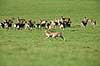 D�dyr. D�dyr med gren i geviret l�ber over brunstpladsen i Dyrehaven Dama dama J�gersborg Dyrehave / Sj�lland   pattedyr Hjorte, Cervidae, Parrett�ede hovdyr, Artiodactyla, hjort, d�vildt, gevir, fuldskuffel, dr�vtygger, brunst, fallow deer, d�hjort, dovhjort